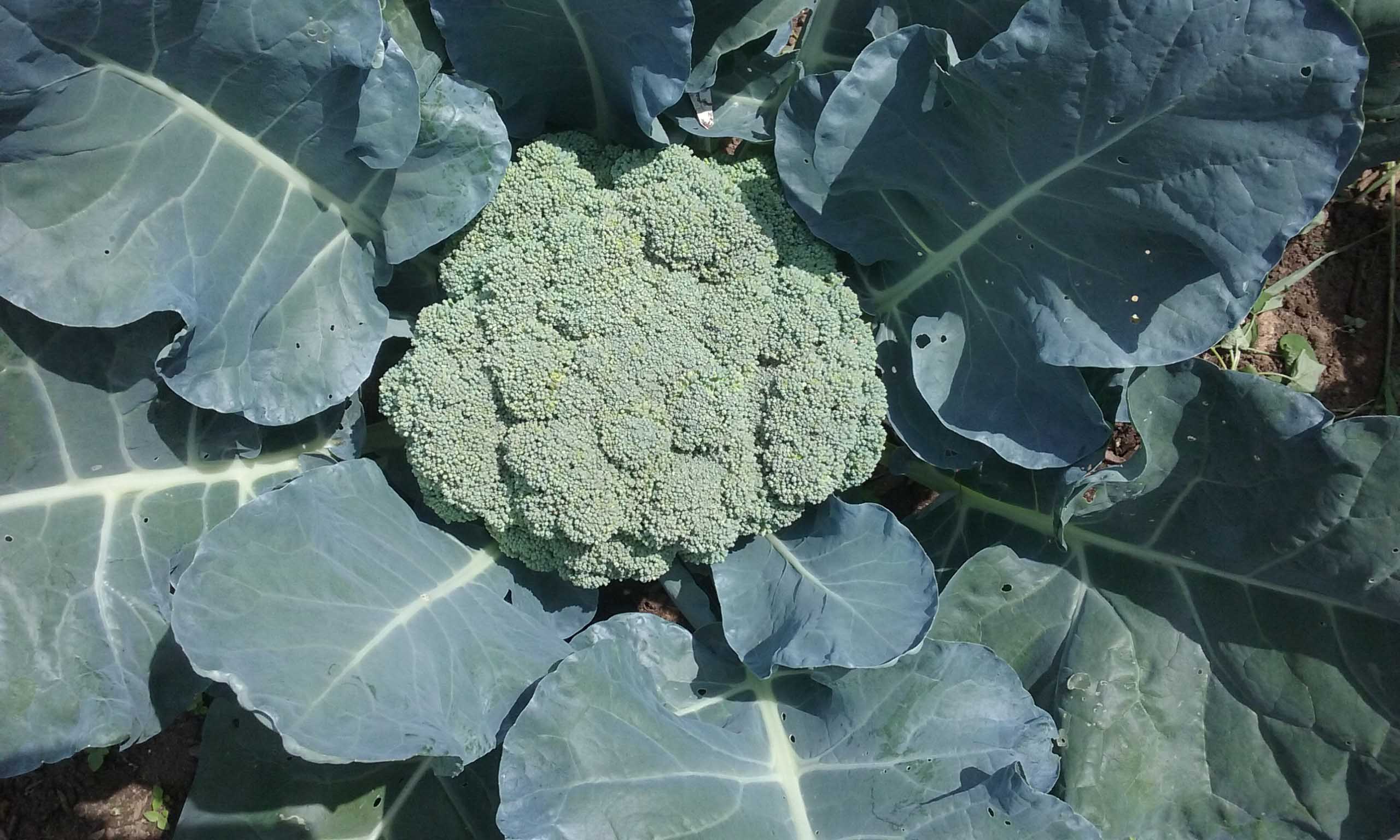 5 Tips for Growing Broccoli with Success The Seasonal Homestead
