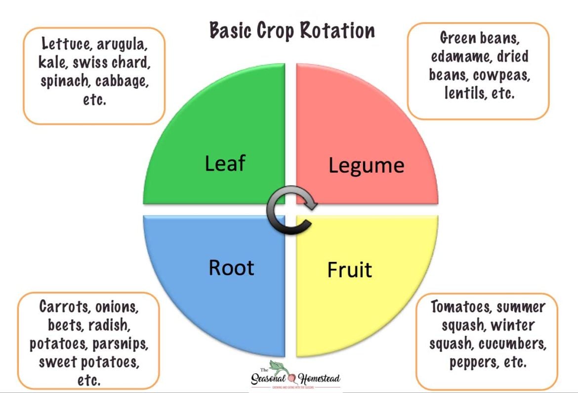 Crop Rotation Craft Crop Rotation Problem Solving for Tomatoes and other Nightshades - The ...