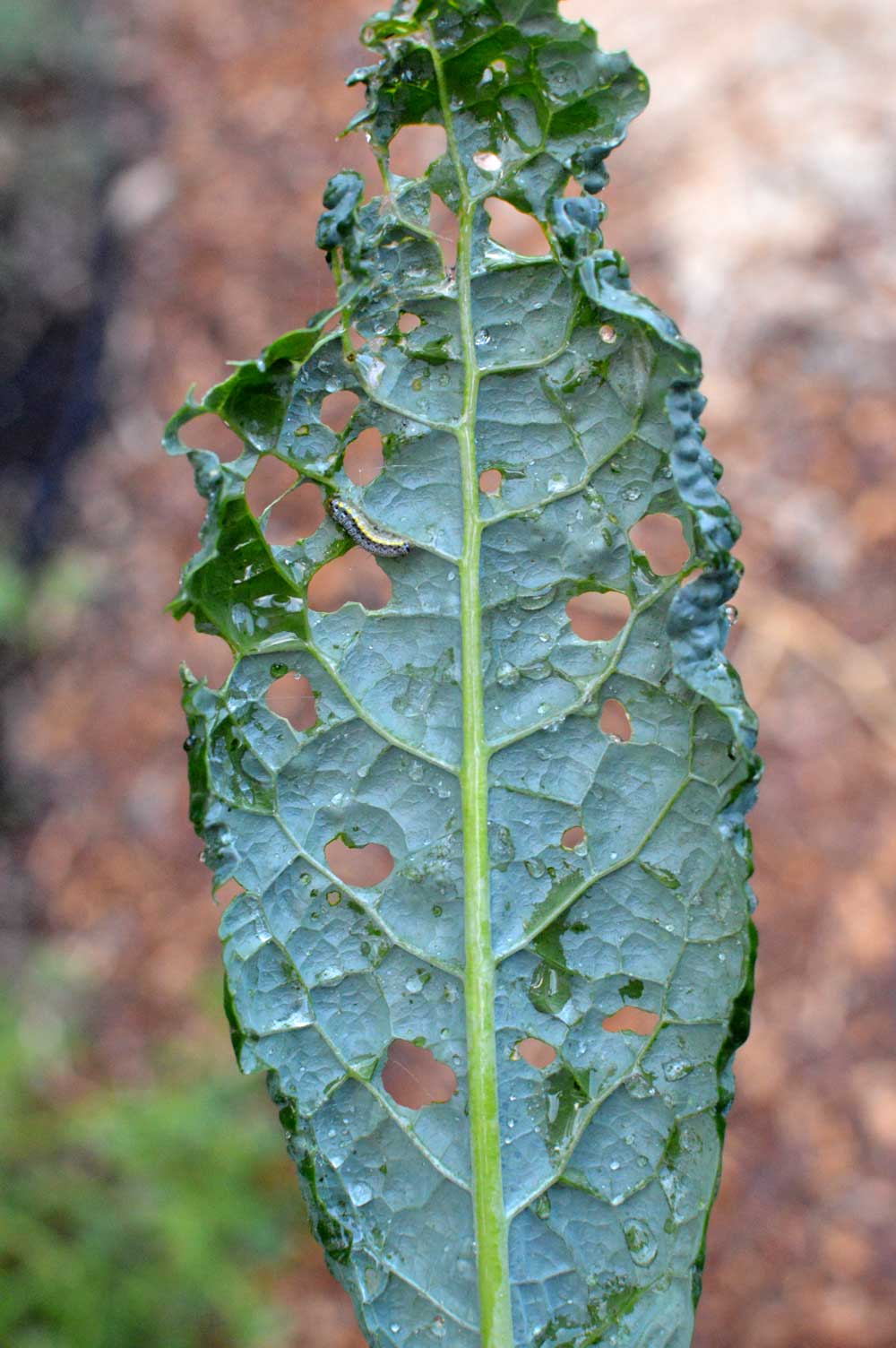 How to Prevent and Get Rid of Cabbage Worms Organically The Seasonal