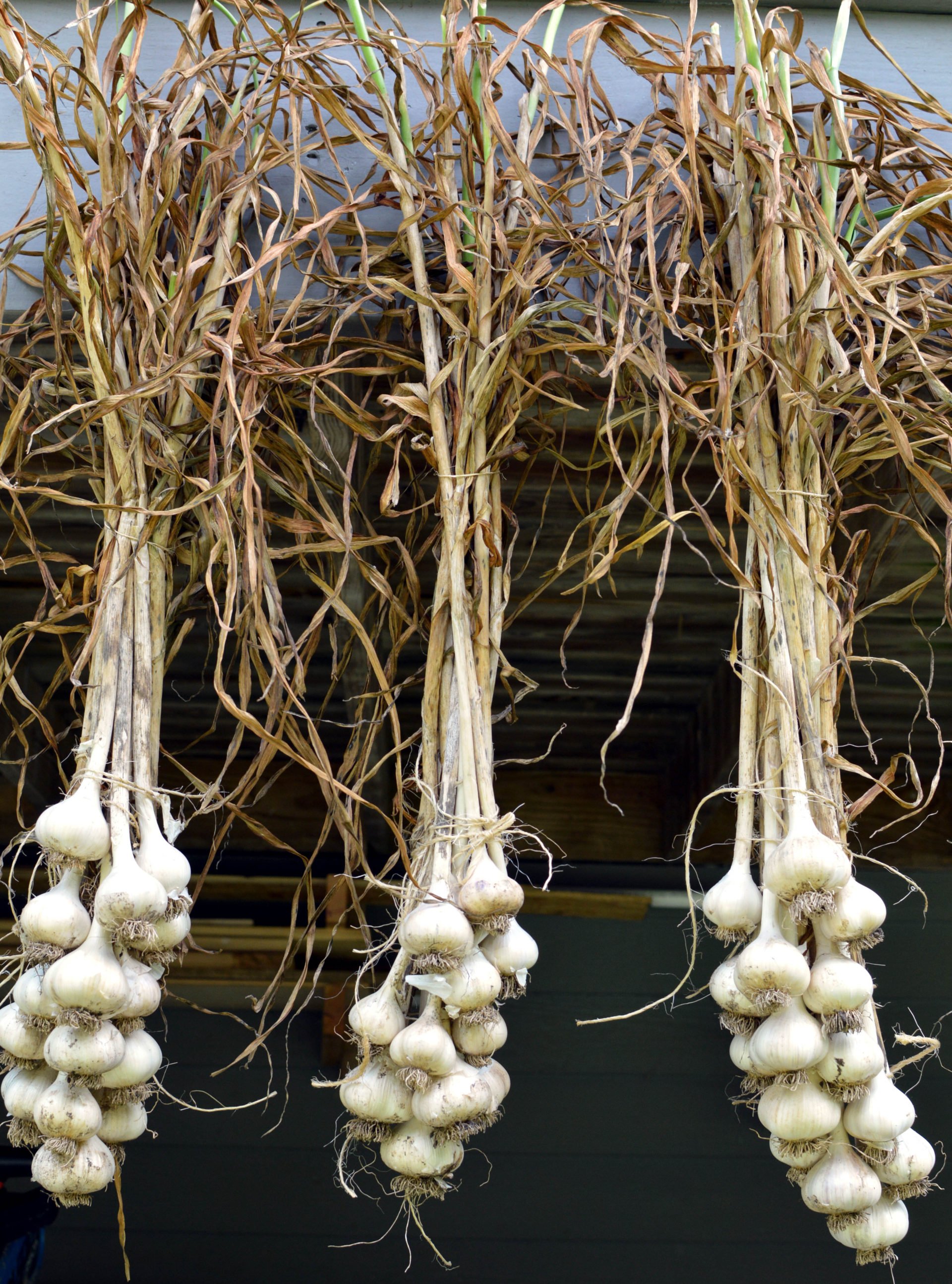 How to Harvest, Cure, and Store Garlic Long Term The Seasonal Homestead