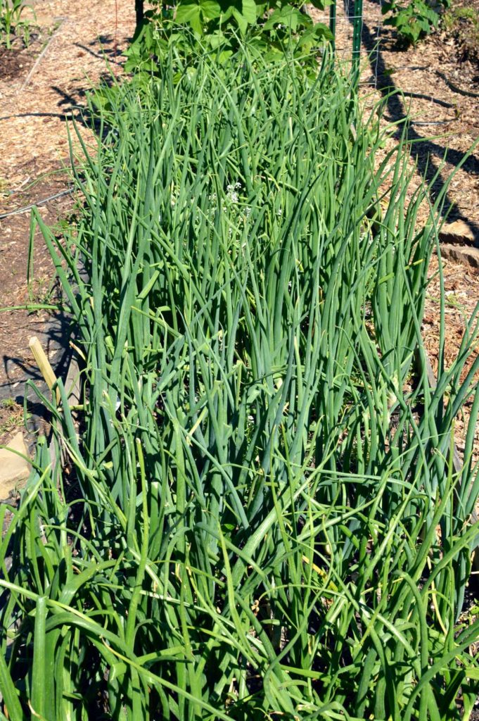 Spacing of onion plants in raised garden beds
