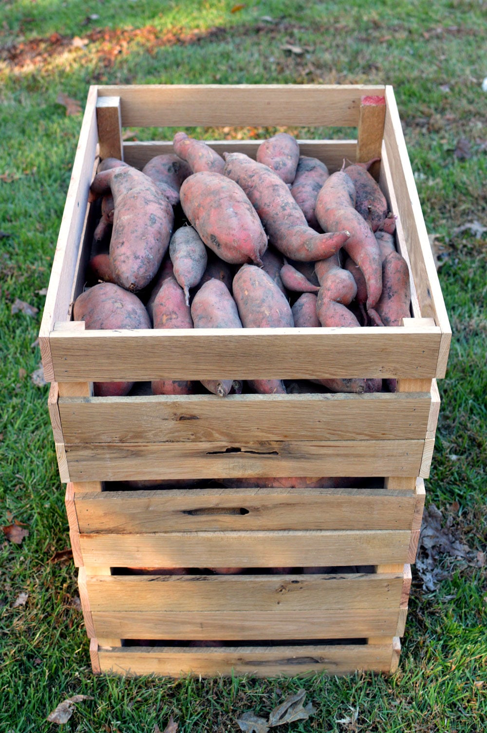 Beauregard sweet potatoes in a harvest crate.
