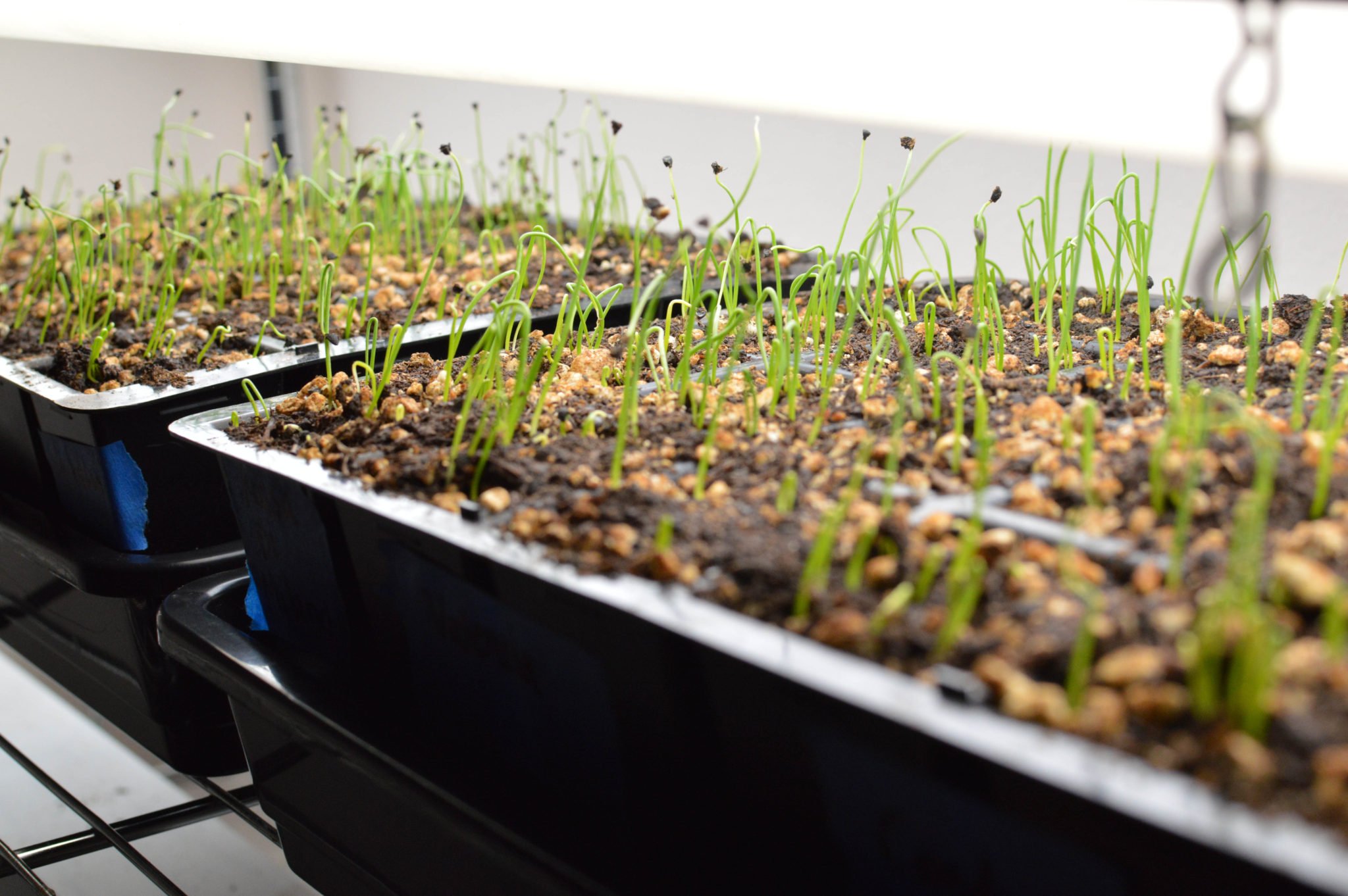 How to Grow Onions from Seeds The Seasonal Homestead