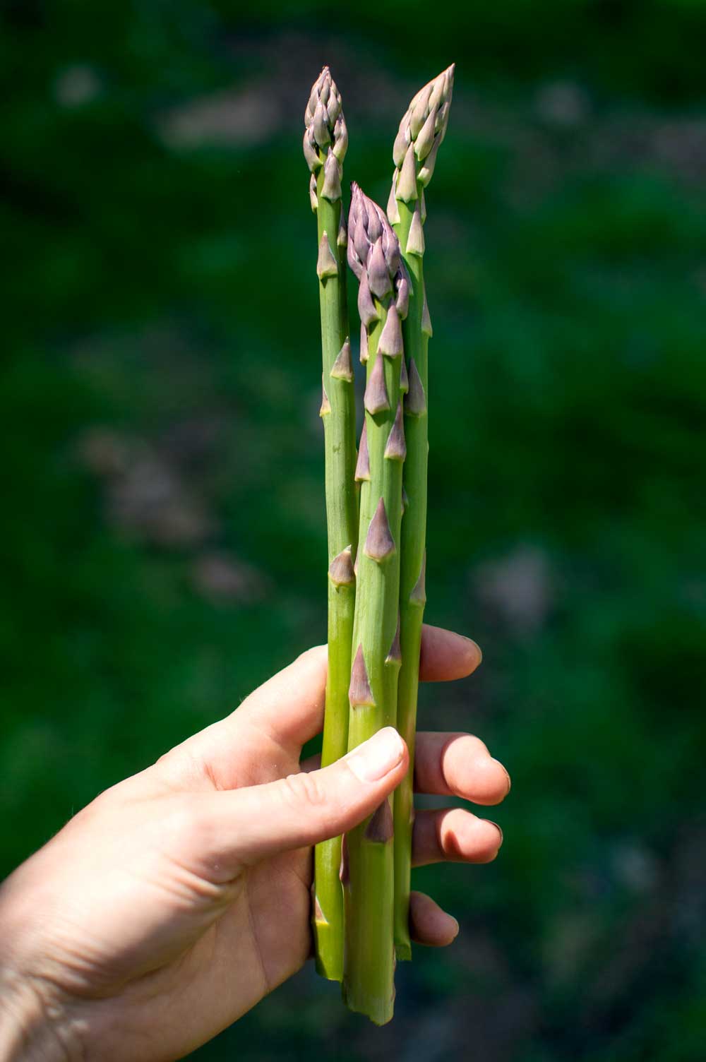 Asparagus
