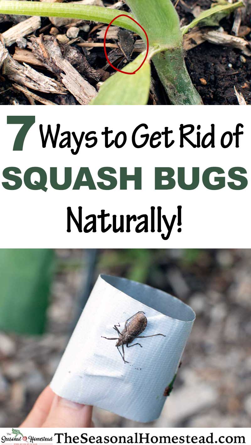 7 Ways to Get Rid of Squash Bugs Naturally! The Seasonal Homestead