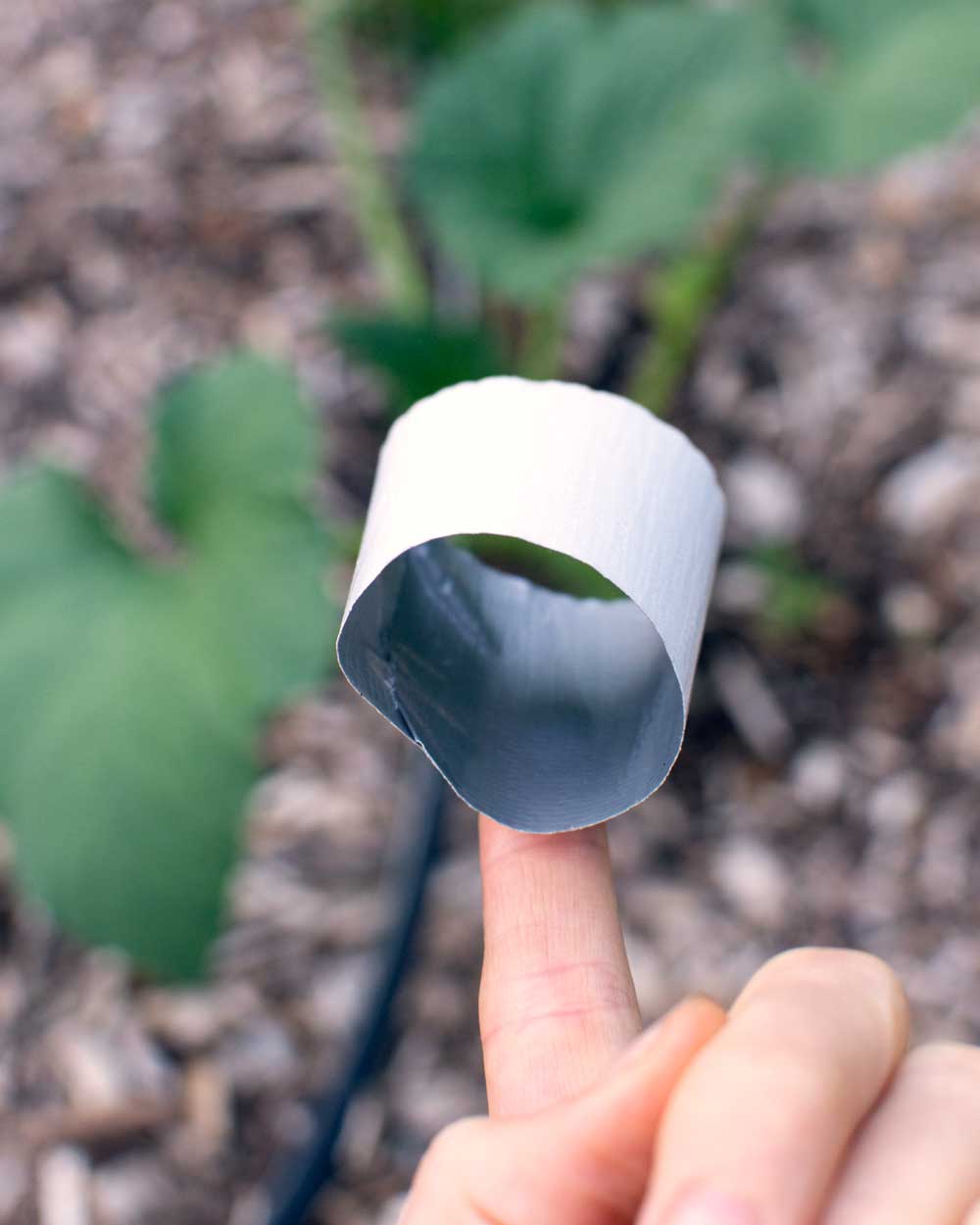 7 Ways to Get Rid of Squash Bugs Naturally! The Seasonal Homestead