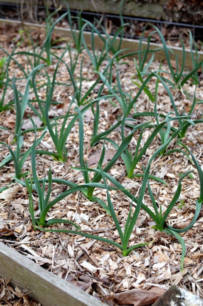 Hardneck garlic grows in a garden with lots of wood chip and leaf mulch.