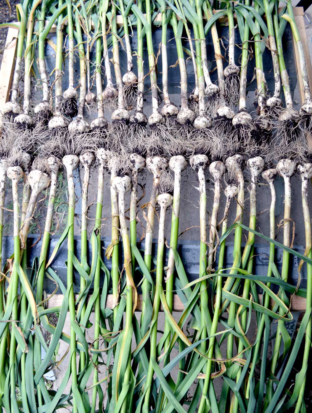 How to Harvest, Cure, and Store Garlic Long Term The Seasonal Homestead