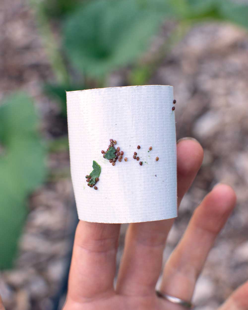 7 Ways to Get Rid of Squash Bugs Naturally! The Seasonal Homestead