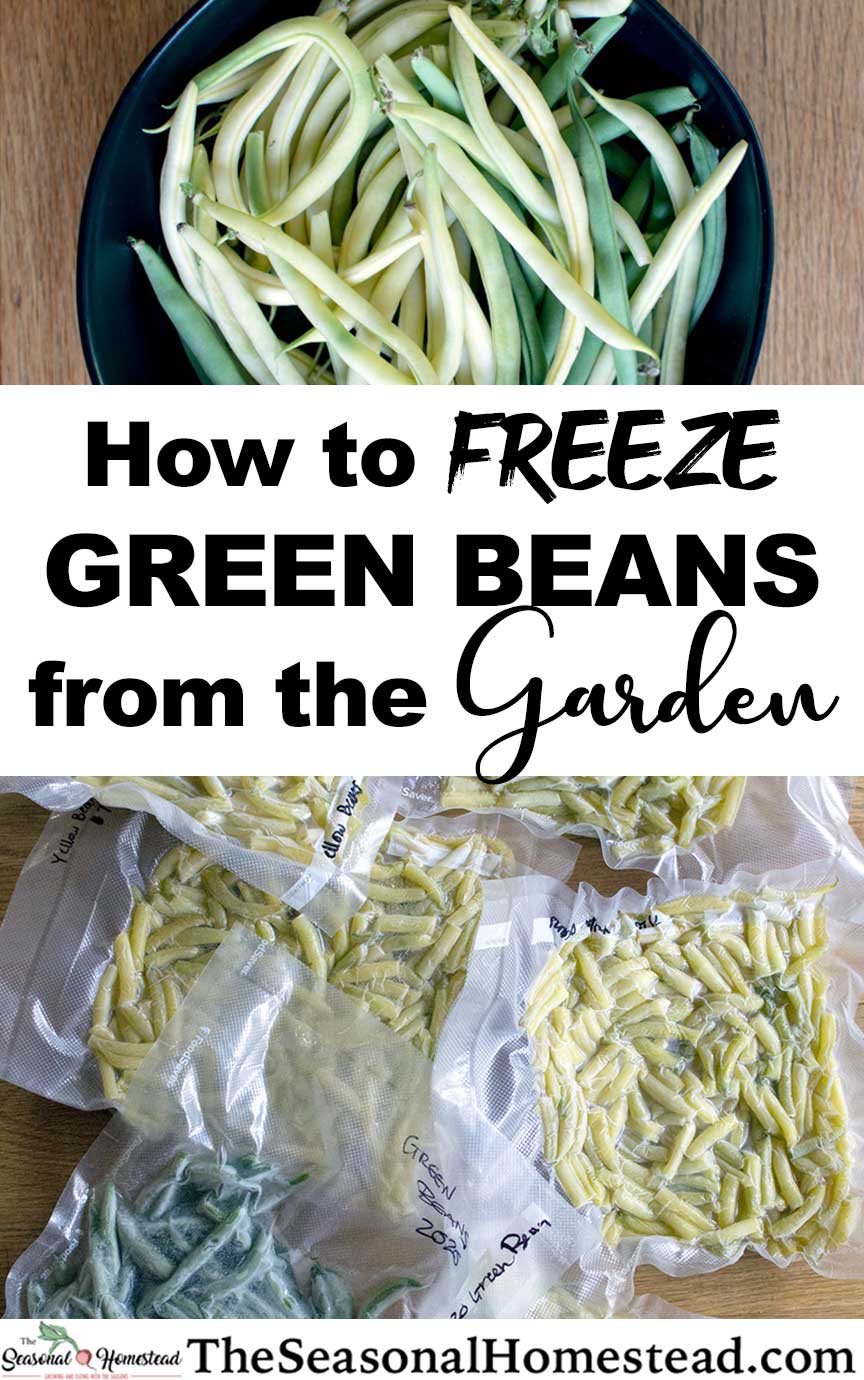How to Freeze Green Beans from the Garden The Seasonal Homestead