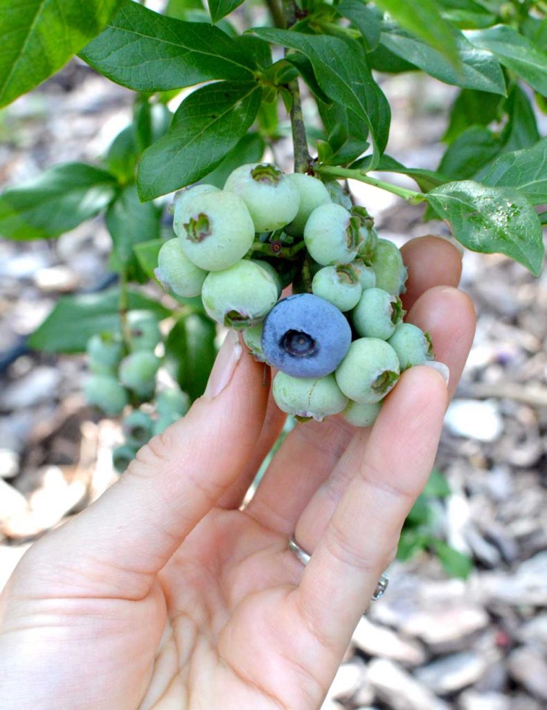 how to prepare soil for blueberry plants - the seasonal homestead