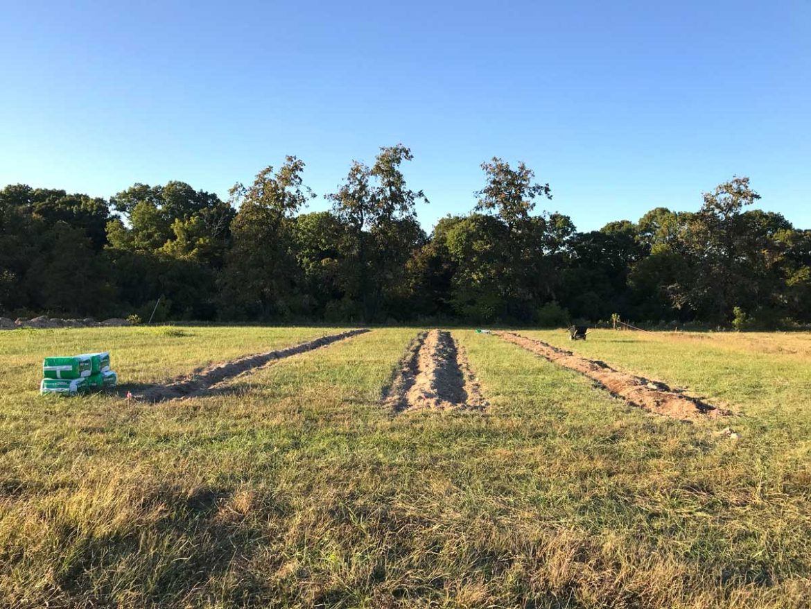 How to Prepare Soil for Blueberry Plants The Seasonal Homestead