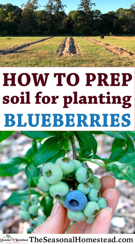 How to Prepare Soil for Blueberry Plants The Seasonal Homestead