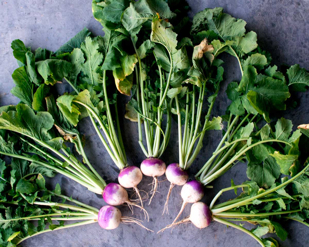 When to Plant Vegetables in Zone 6 The Seasonal Homestead