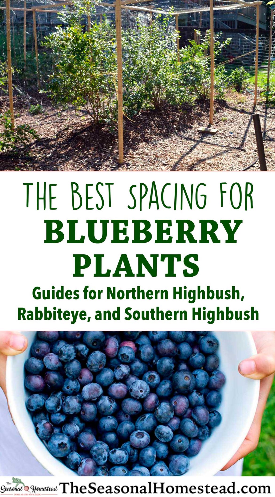 The Best Blueberry Plant Spacing for Your Garden The Seasonal Homestead