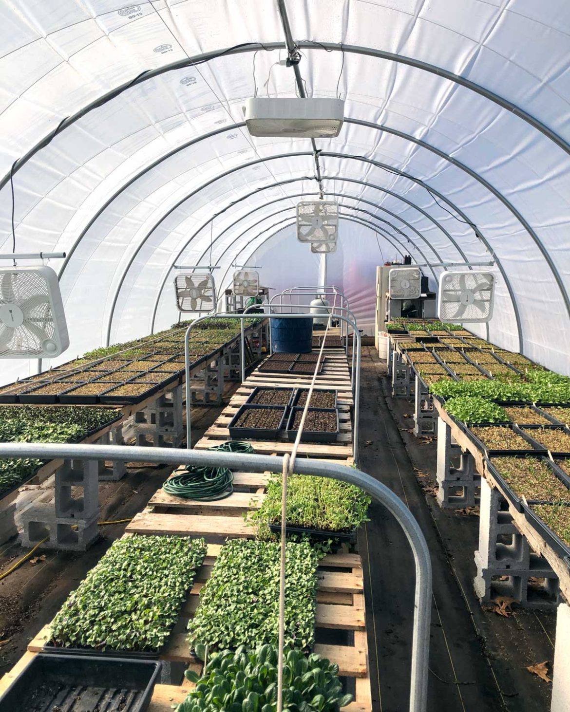 Is a Greenhouse Worth the Cost? The Seasonal Homestead