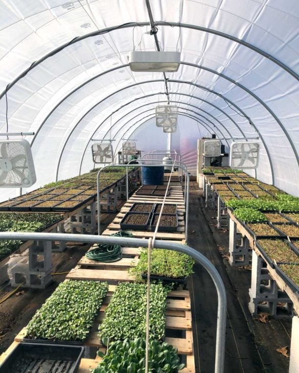 Is a Greenhouse Worth the Cost? The Seasonal Homestead