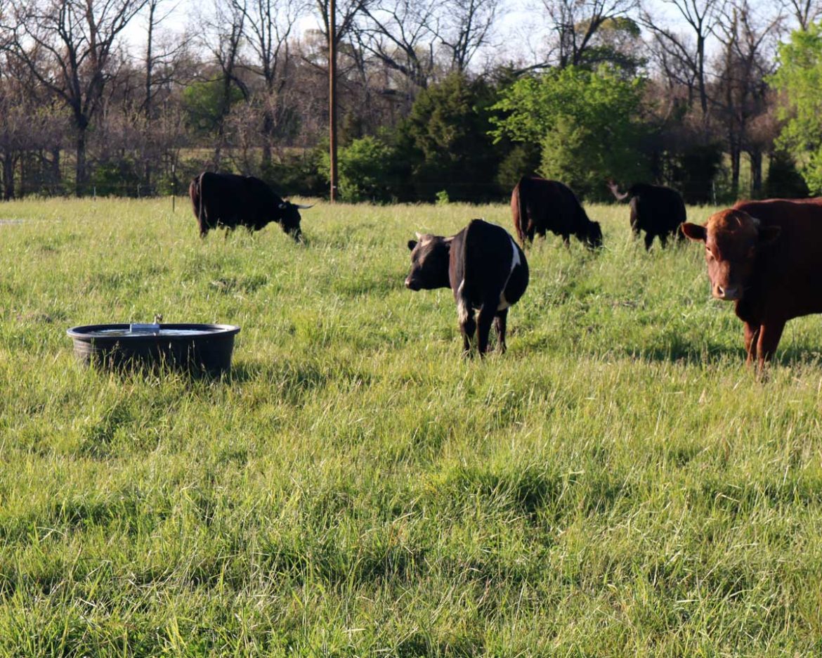 Homesteading in Arkansas The Facts and My Experience The Seasonal