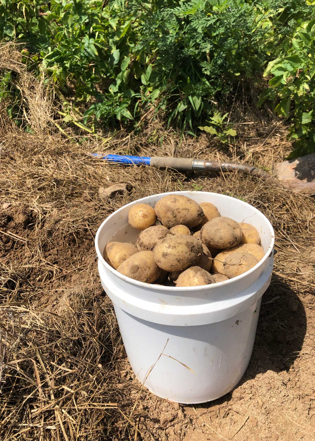 A bucket is filled with freshly harvested potatoes.