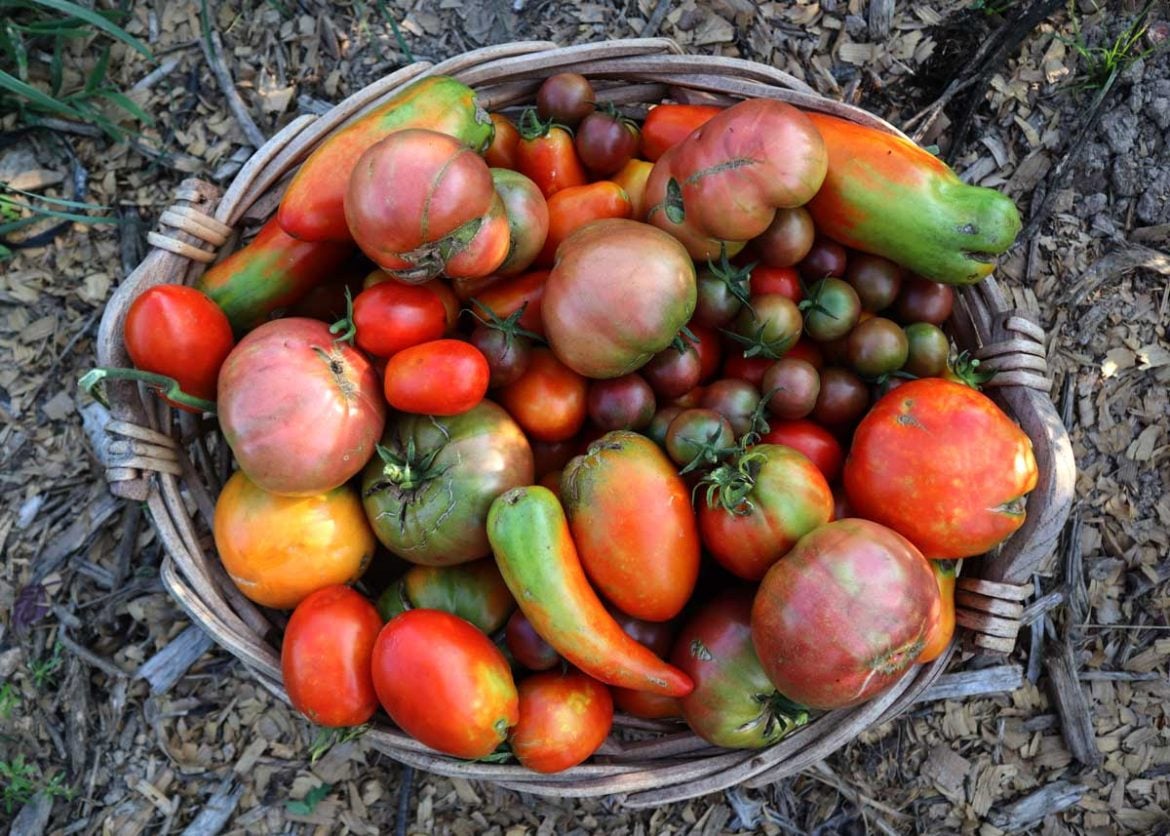 10 Reasons Why You Should Be Growing Your Own Food - The Seasonal Homestead