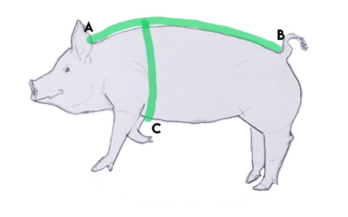 Measuring a Pig WITHOUT a Scale vs. Actual Pig Weights Plus what to