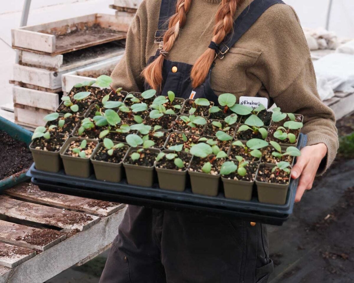 A tray of two and a half inch pots growing rhubarb being held in a ten by twenty inch seed starting tray.
