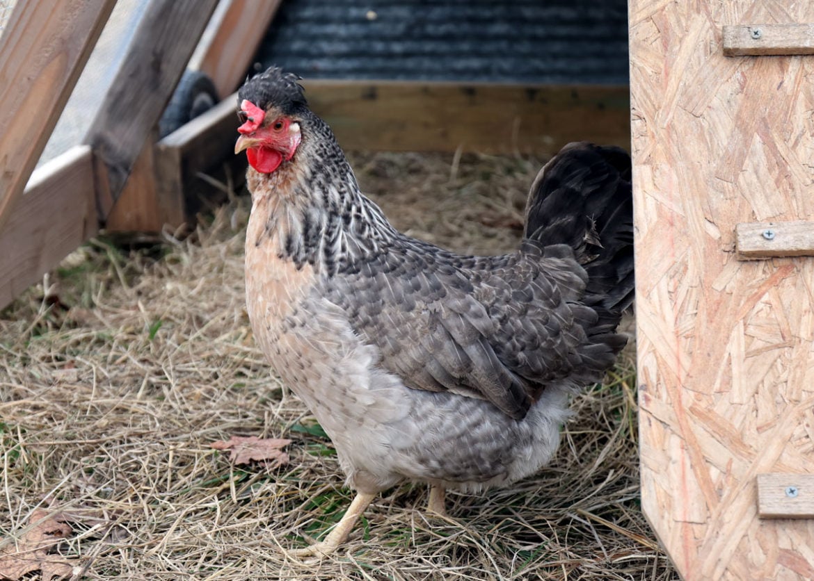 Best Egg Laying Chickens (Heritage Breeds!) The Seasonal Homestead
