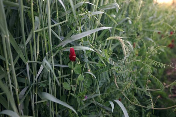 Vetch Rye How to Use Cover Crops - The Seasonal Homestead