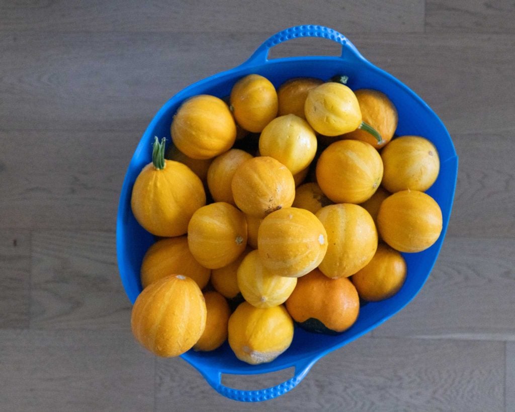 The Weekly Digs 214 The Seasonal Homestead