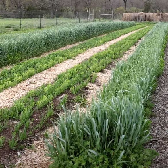 Crop Rotation Ideas for an Organic Vegetable Garden - The Seasonal ...