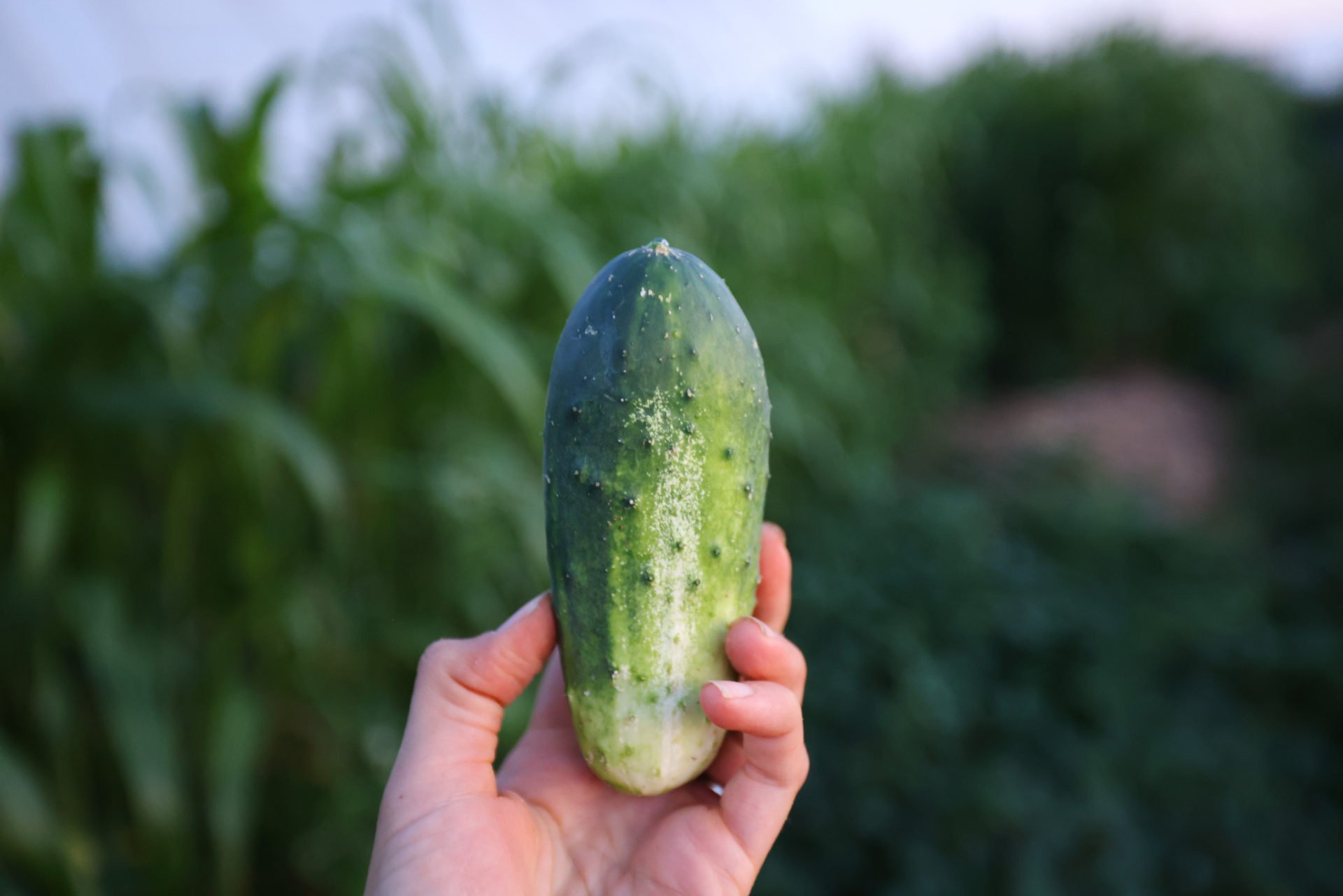 2024 SEED PICKS FOR THE GARDEN The Seasonal Homestead 2024-seed-picks-for-the-garden-the-seasonal-homestead