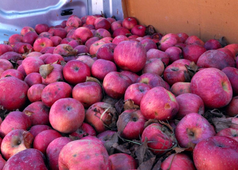 The Weekly Digs #228