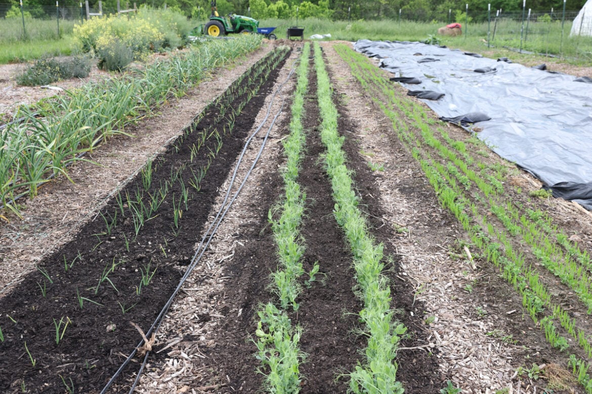 Becky, Author at The Seasonal Homestead
