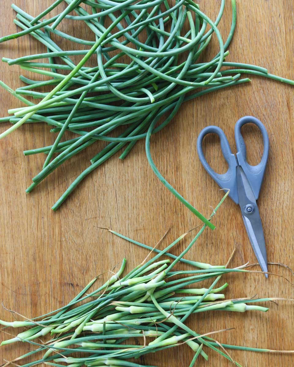 How to Make Freeze Dried Garlic Scape Powder The Seasonal Homestead
