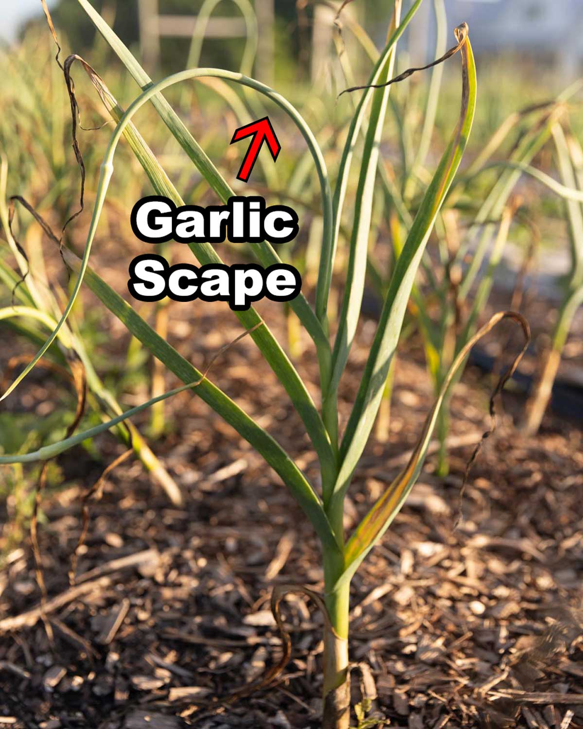 How to Make Freeze Dried Garlic Scape Powder The Seasonal Homestead