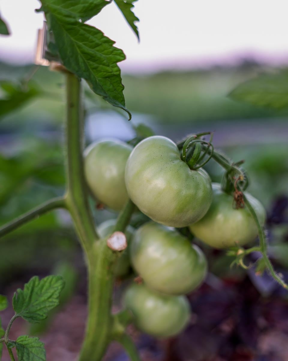 The Best Fertilizer for Tomato Plants The Seasonal Homestead