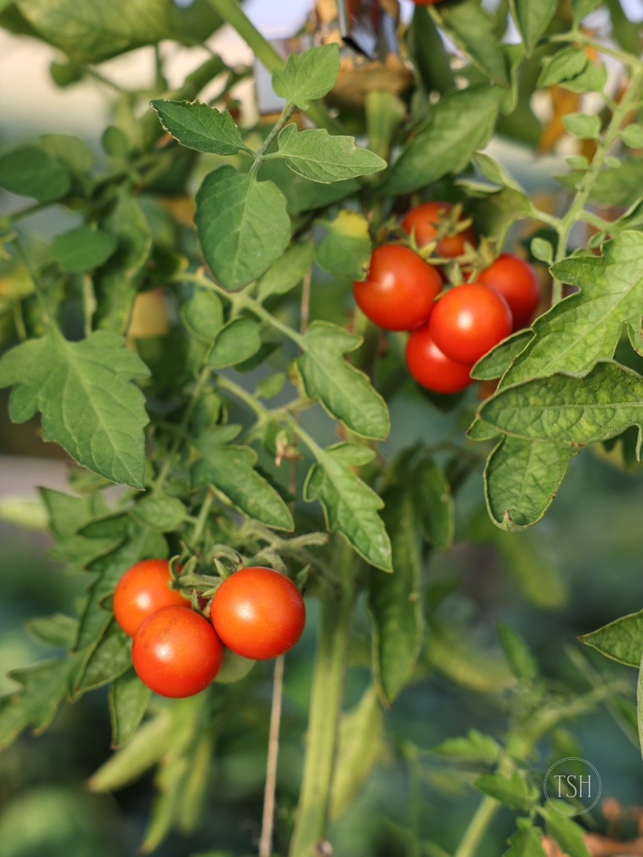 The Best Fertilizer for Tomato Plants The Seasonal Homestead