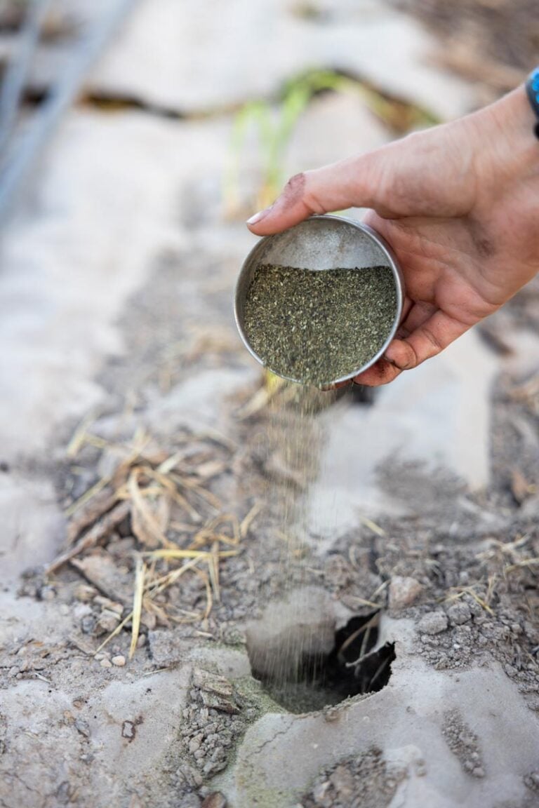 BEST FERTILIZER FOR CONTAINER TOMATO PLANTS visual data 7