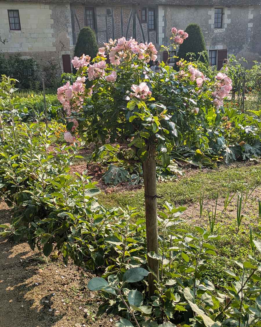 7 Ideas to Create a Potager Garden - The Seasonal Homestead