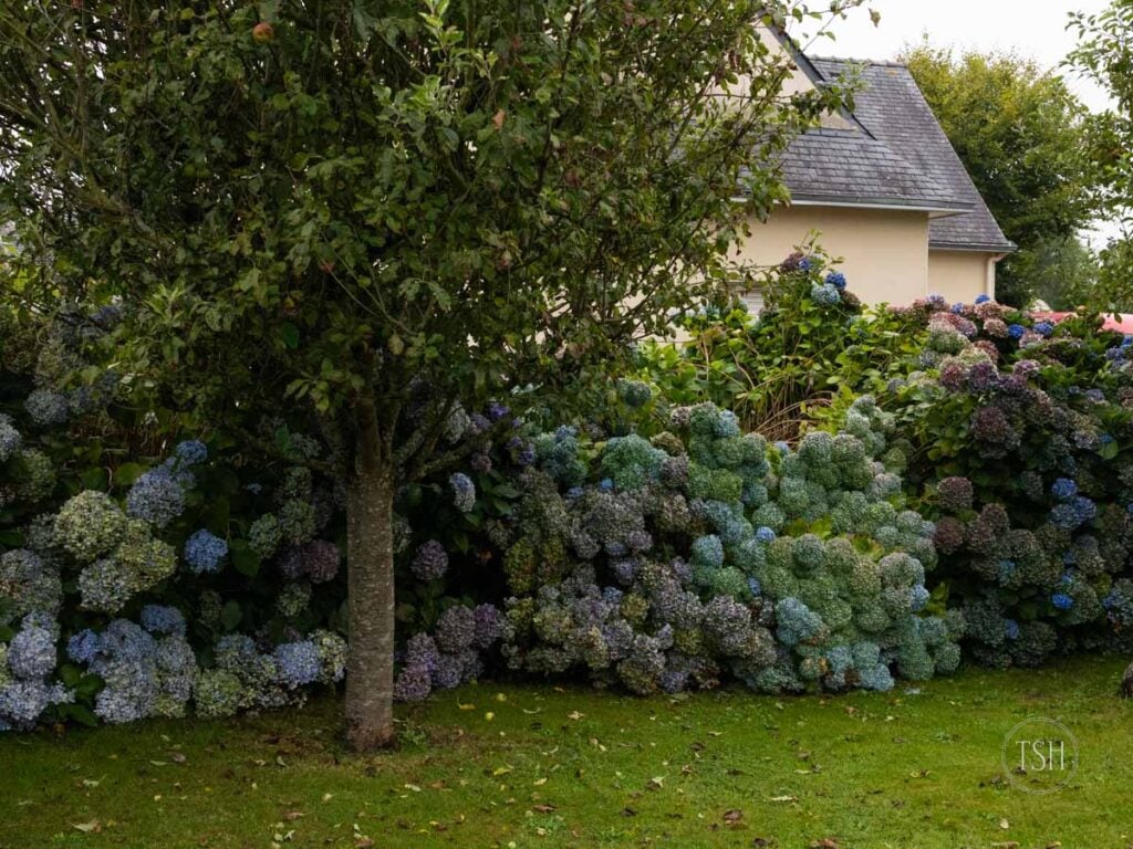 Hydrangea bushes used as a privacy hedge in a french neighborhood.]
