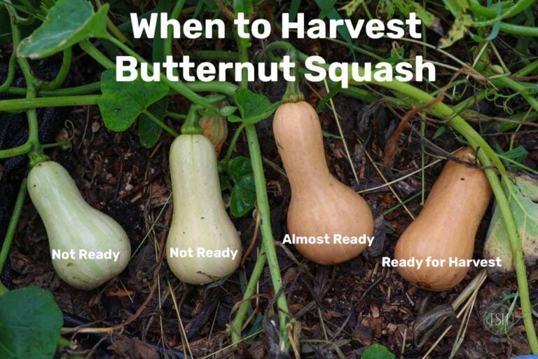 5 Signs Your Butternut Squash are Ready for Harvest - The Seasonal