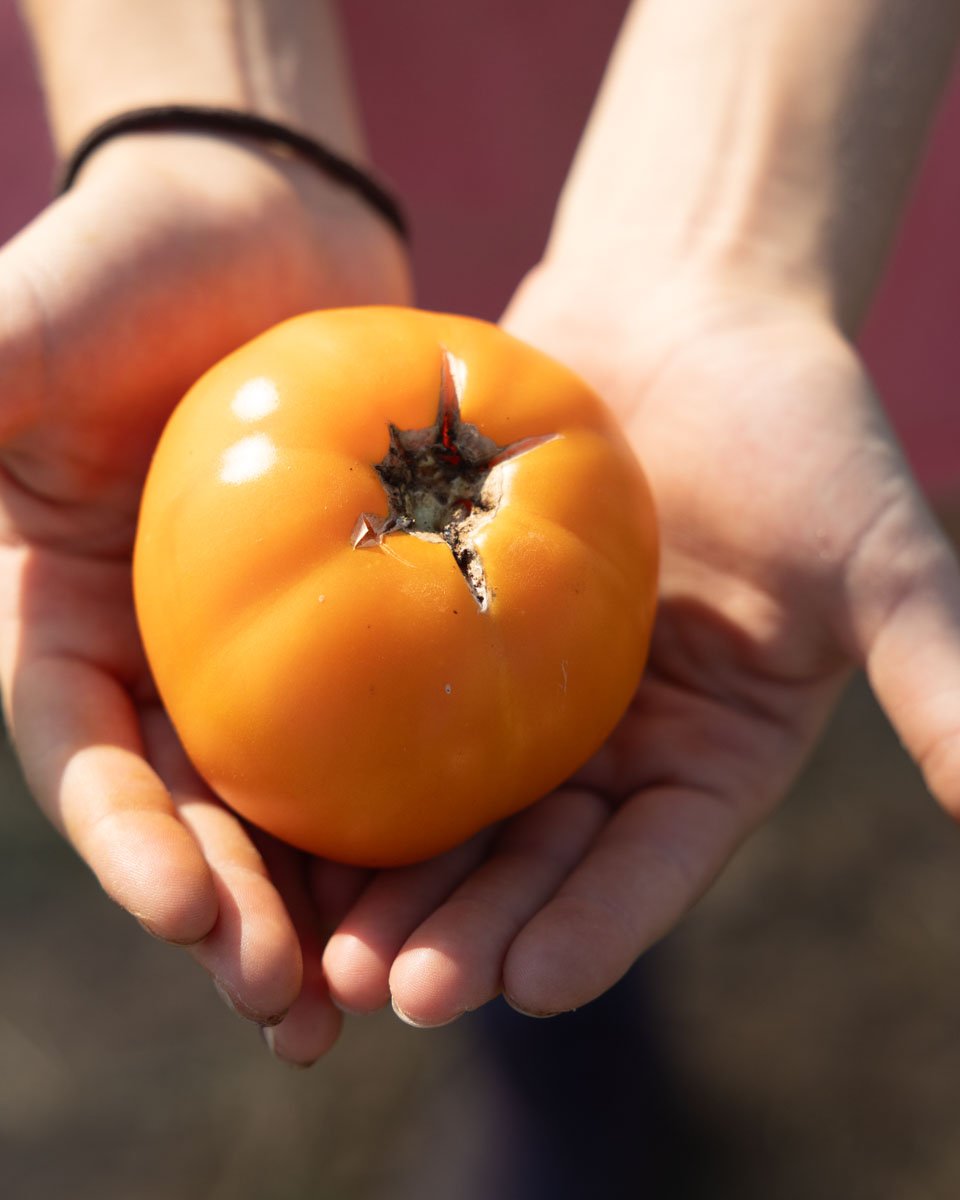 Hands holding a ripe kelloggs breakfast tomato.