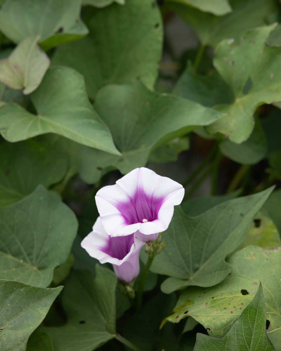 When To Harvest Sweet Potatoes The Seasonal Homestead When to harvest sweet potatoes the seasonal homestead