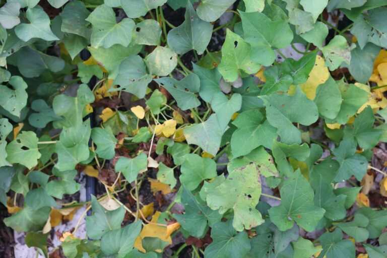 When To Harvest Sweet Potatoes The Seasonal Homestead When to harvest sweet potatoes the seasonal homestead