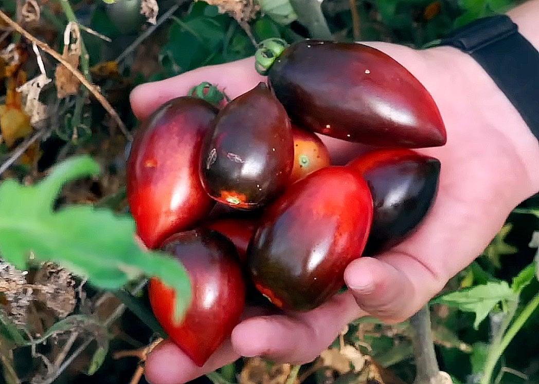 Midnight Roma tomatoes being held in a hand. They are almost black in areas on the skin and fade to red in others.