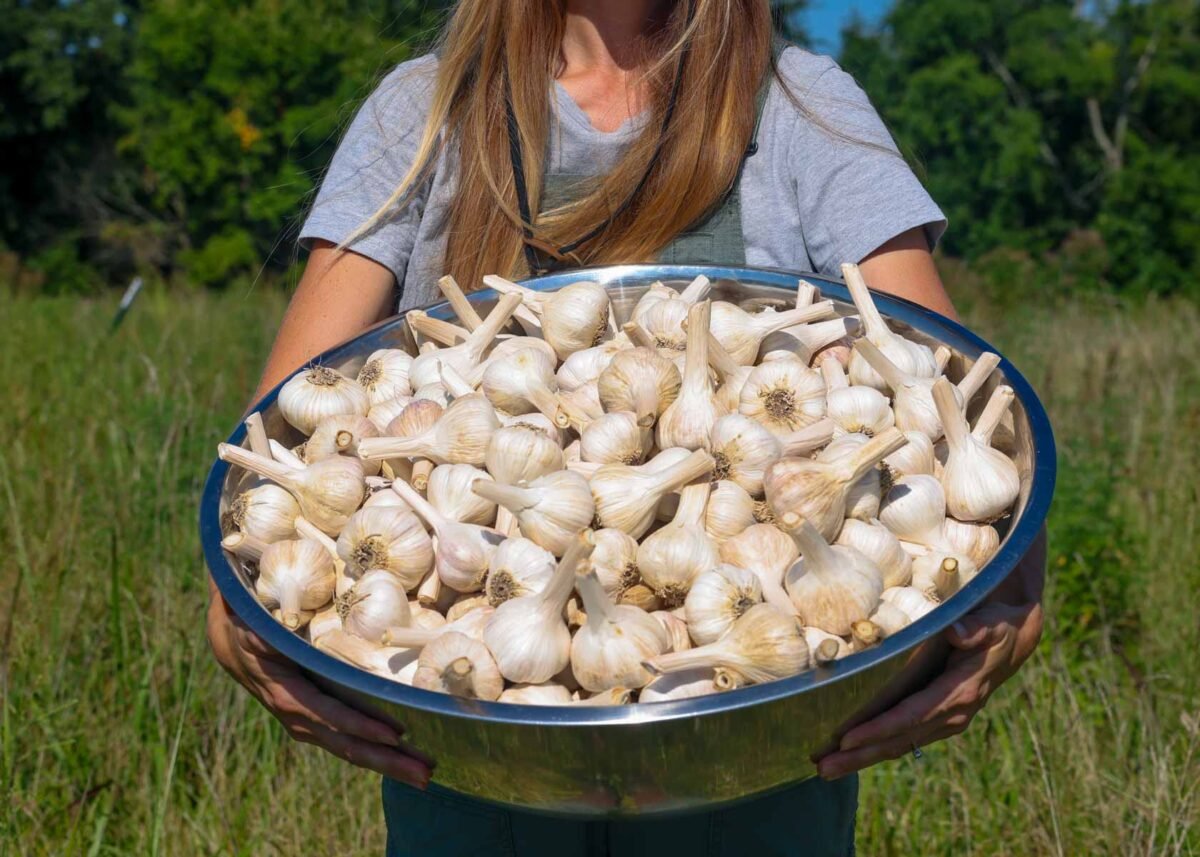 A large bowl of garlic that has been cured and is ready for storage or planting.