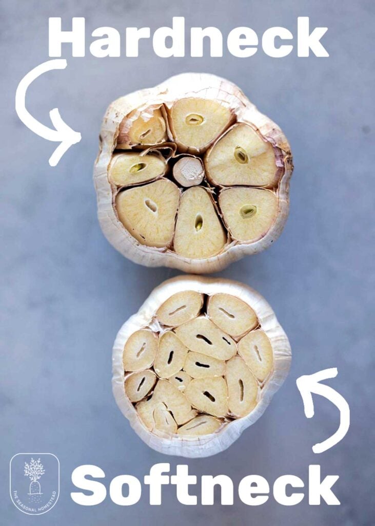 Showing the differences between hardneck and softneck garlic with a woody stem in the hardneck and all cloves in the softneck garlic. 