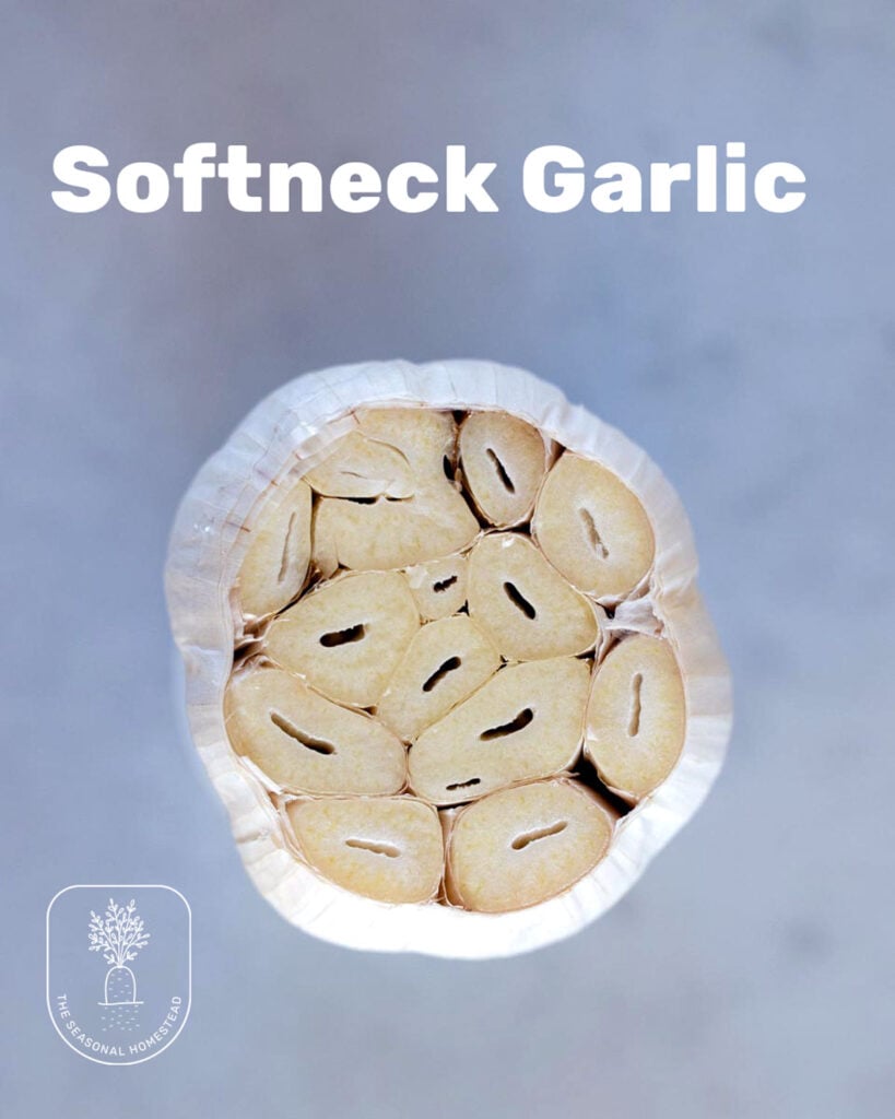 An image showing that softneck garlic has several layers of cloves in each bulb and no hard inner stem. 