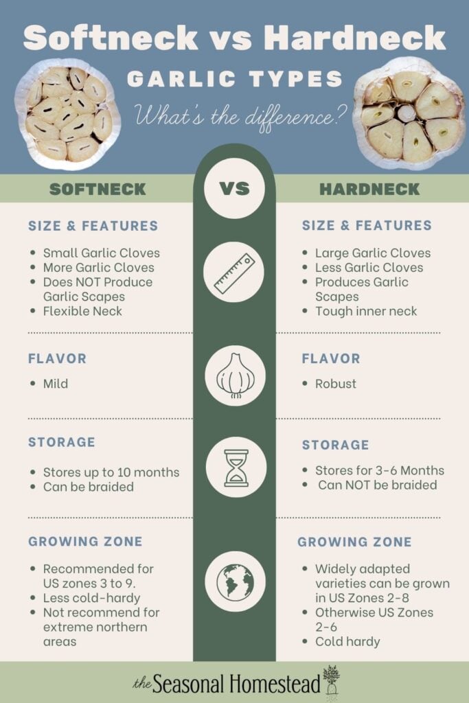 An infographic showing the differences between softneck and hardneck garlic.