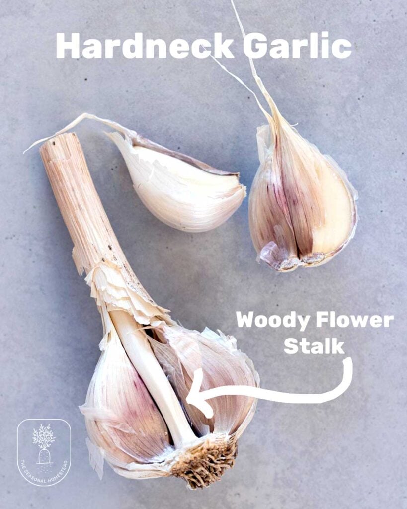 Hardneck garlic has a woody flower stalk in the center of the bulb.